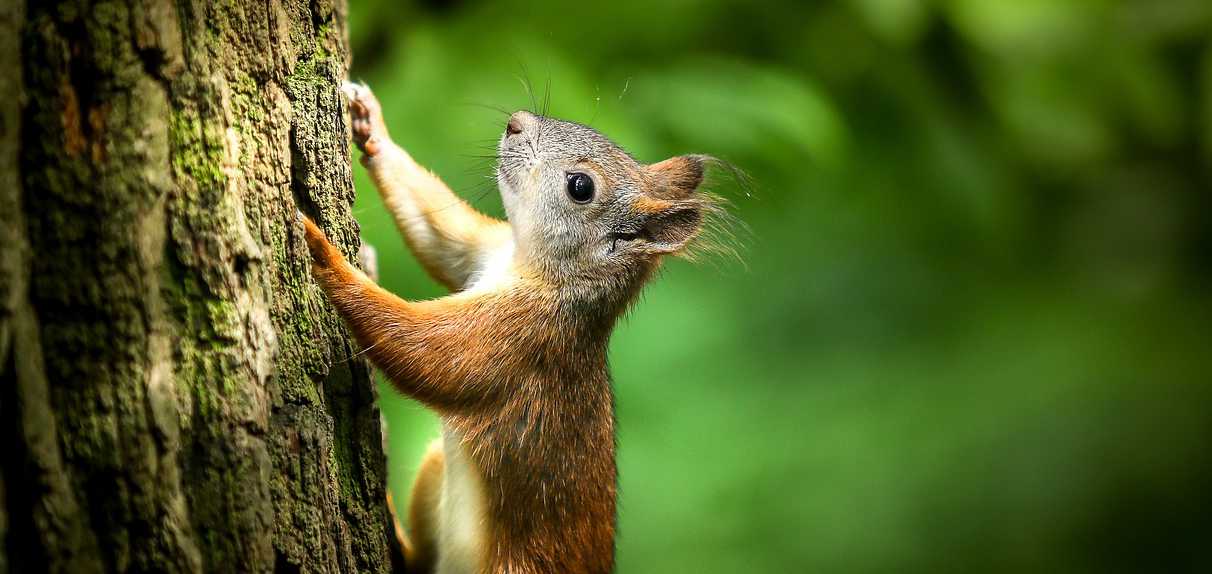 Naturbeobachtungen für Kinder