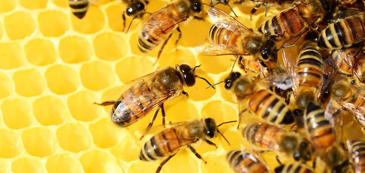 Bachemer Gespräche - Aus der wundersamen Welt der Bienen